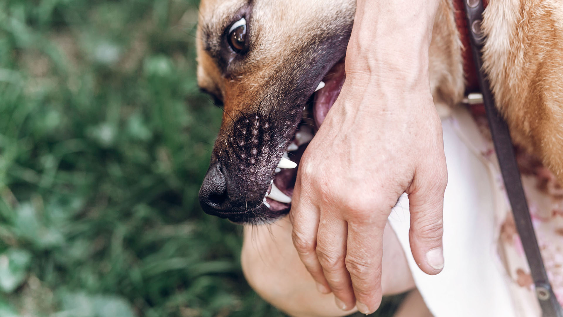 dog biting hand close-up