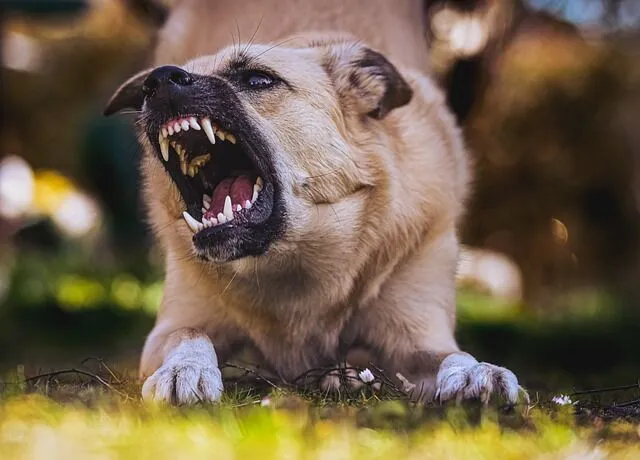 The Most Common Injuries Resulting From Dog Bites