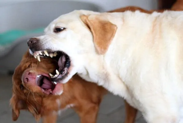 The Legal Ground Of The Owner Of The Dog Who Bit A Person