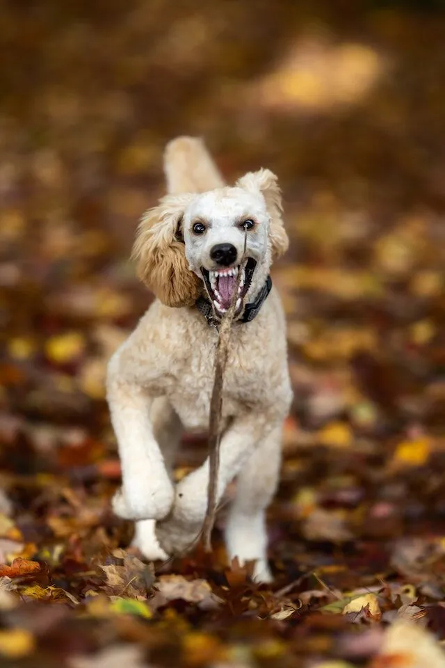 What To Expect During A Dog Bite Lawsuit